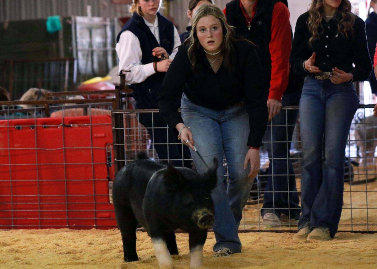 A girl in a black shirt shows a black and white pig.
